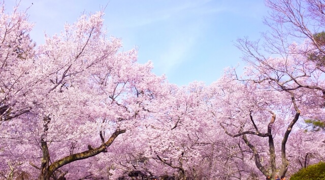 マツコの知らない世界 桜の世界の桜ケーキと桜餅はどこで買える 春夏秋冬ブログ